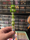 lucky green caring bear