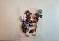 Australian Sheppard
