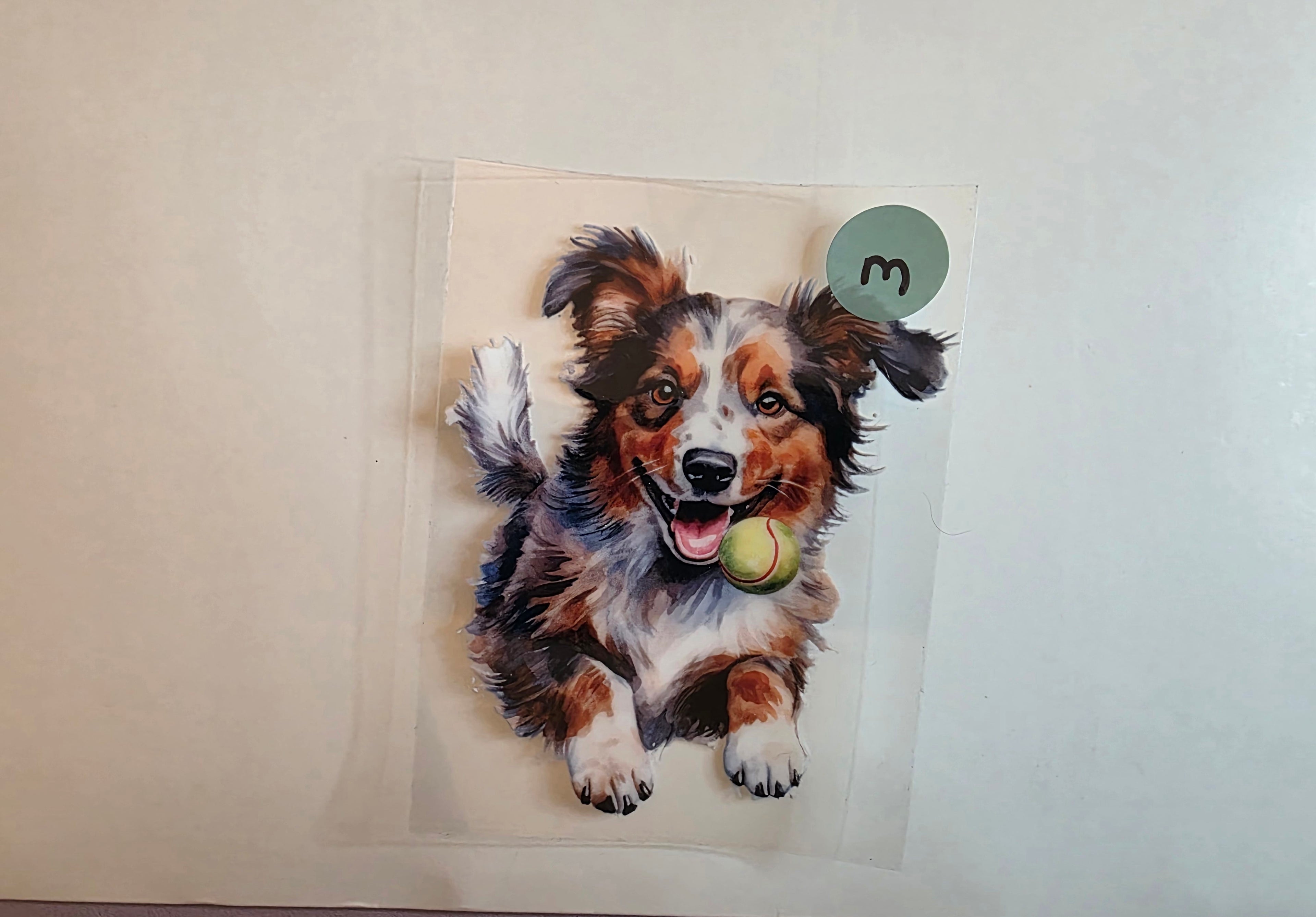 Australian Sheppard
